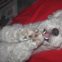 Maltese, Köpek  Bony fotoğrafı