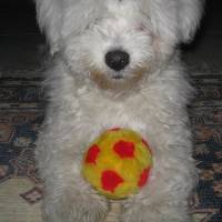 Maltese, Köpek  Bony fotoğrafı
