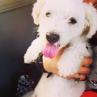 Maltese, Köpek  Bony fotoğrafı