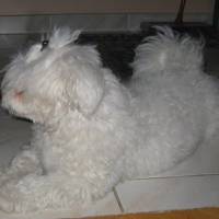 Maltese, Köpek  Bony fotoğrafı