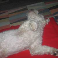 Maltese, Köpek  Bony fotoğrafı