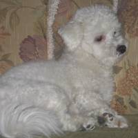 Maltese, Köpek  Bony fotoğrafı