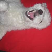 Maltese, Köpek  Bony fotoğrafı