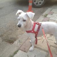 Maltese, Köpek  Bony fotoğrafı