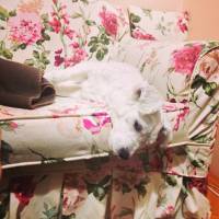 Maltese, Köpek  Bony fotoğrafı