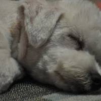 Maltese, Köpek  Bony fotoğrafı