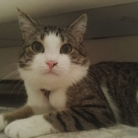 Tekir Kedi, Kedi  Minnoş fotoğrafı
