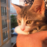 Tekir Kedi, Kedi  Milo fotoğrafı