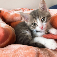 Tekir Kedi, Kedi  Milo fotoğrafı