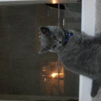 British Shorthair, Kedi  ŞURİ fotoğrafı