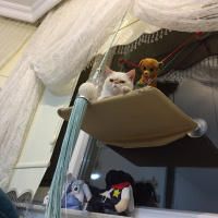 Exotic Shorthair, Kedi  Yami fotoğrafı