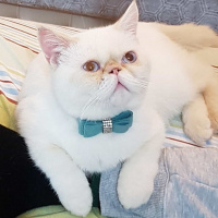 Exotic Shorthair, Kedi  Yami fotoğrafı