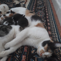 Tekir Kedi, Kedi  Makbuş fotoğrafı
