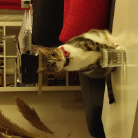 Tekir Kedi, Kedi  Şapşik fotoğrafı