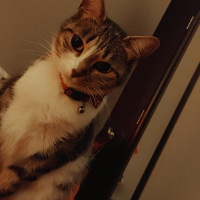 Tekir Kedi, Kedi  Şapşik fotoğrafı