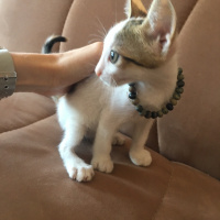 Soke, Kedi  Maviş fotoğrafı