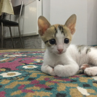 Soke, Kedi  Maviş fotoğrafı