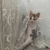 Soke, Kedi  Maviş fotoğrafı
