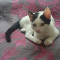 Tekir Kedi, Kedi  Pakize fotoğrafı