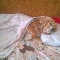 Cavalier King Charles Spanieli, Köpek  Şila fotoğrafı