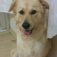 Golden Retriever, Köpek  Bella fotoğrafı