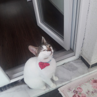 Sarman, Kedi  miya fotoğrafı