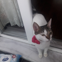 Sarman, Kedi  miya fotoğrafı