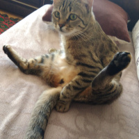 Tekir Kedi, Kedi  Zeze fotoğrafı