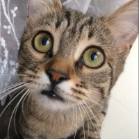 Tekir Kedi, Kedi  Zeze fotoğrafı