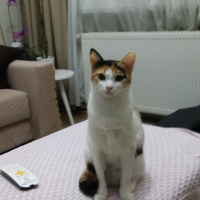 Tekir Kedi, Kedi  Ela fotoğrafı