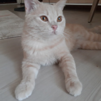 British Shorthair, Kedi  Baron fotoğrafı