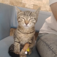 Tekir Kedi, Kedi  Ayyüce fotoğrafı