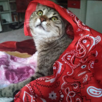 Tekir Kedi, Kedi  Ayyüce fotoğrafı