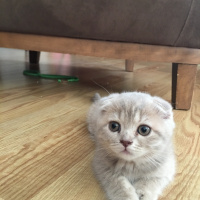 Tekir Kedi, Kedi  Arven fotoğrafı