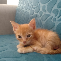 Tekir Kedi, Kedi  Pırtık fotoğrafı
