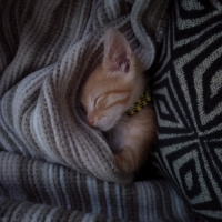 Tekir Kedi, Kedi  Pırtık fotoğrafı