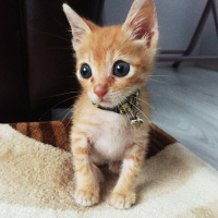 Tekir Kedi, Kedi  Pırtık fotoğrafı