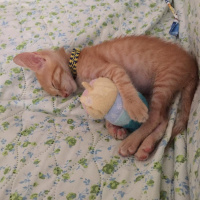 Tekir Kedi, Kedi  Pırtık fotoğrafı