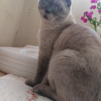 Scottish Fold, Kedi  Ponpon fotoğrafı