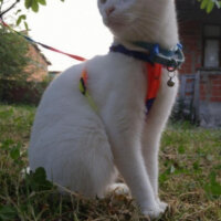 Scottish Fold, Kedi  Mia fotoğrafı