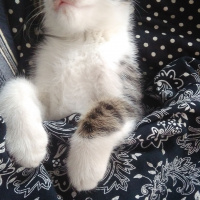 Tekir Kedi, Kedi  Bulut fotoğrafı