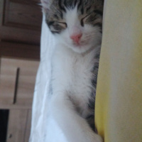 Tekir Kedi, Kedi  Bulut fotoğrafı