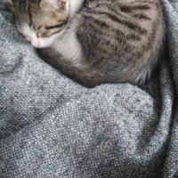 Tekir Kedi, Kedi  Bulut fotoğrafı