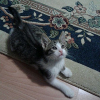 Tekir Kedi, Kedi  Bulut fotoğrafı
