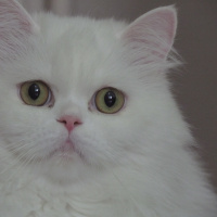 Chinchilla, Kedi  ipek fotoğrafı