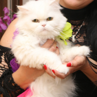 Chinchilla, Kedi  ipek fotoğrafı