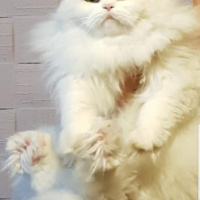 Chinchilla, Kedi  ipek fotoğrafı