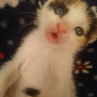Tekir Kedi, Kedi  Lucifer fotoğrafı