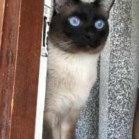 Siyam Kedisi, Kedi  Duman fotoğrafı