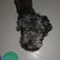 Poodle(Standart Kaniş), Köpek  Alex fotoğrafı